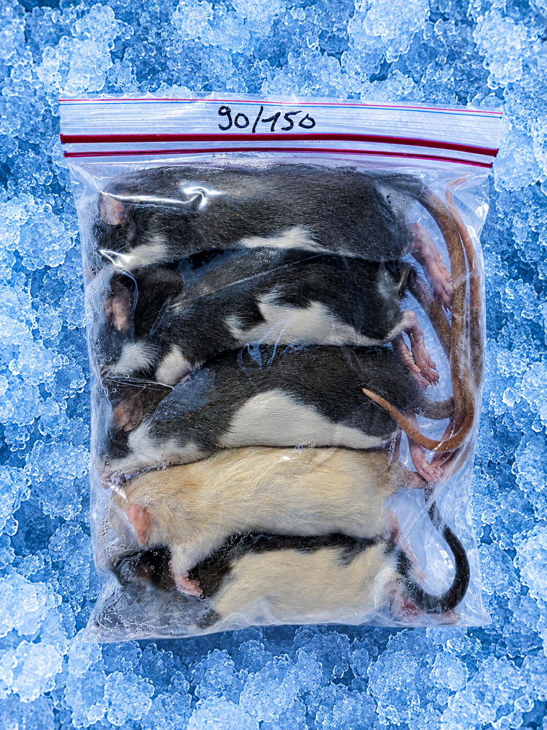 Rats 90/150 x 5