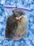 Rats +350g