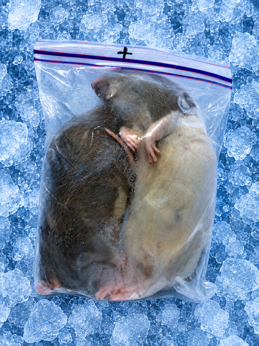 Rats +350g